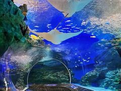 -海合安成都极地海洋公园