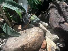 -灵龟之家百象馆(百象馆联合旗舰店)