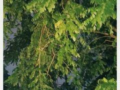 -老李烧烤(世贸南路店)