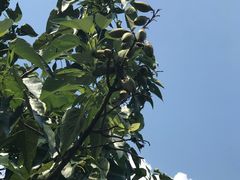 -杭州半山国家森林公园