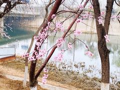 -桃花堤公园