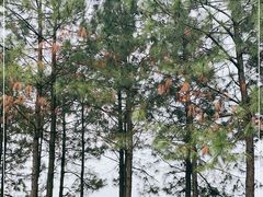 -艾溪湖湿地公园