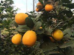 -南通洲际绿博园