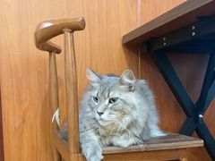 -楼上猫咖(罗湖店)