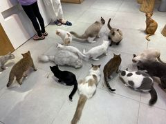 -Heymao猫咖.咖啡厅(东门店)