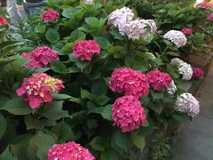 -虎哥私房菜(馒头山店)