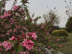 -铁山坪森林公园