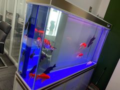 -武汉花鸟市场