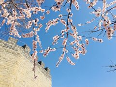 -桃花堤公园