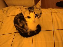 -翊宠yipet猫狗购宠庄园犬舍•猫舍