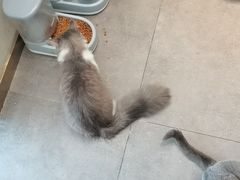 -飞行喵MR PILOT|猫舍·猫咖(静安大融城店)