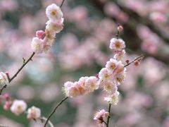 -成都杜甫草堂博物馆