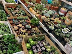 -双季花艺园艺市场(浦东店)