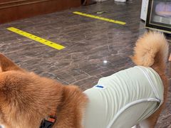 -宠爱国际动物医院·消化内科·心肾内科·ISFM猫友好(望京店)