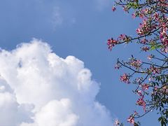 -云溪植物园
