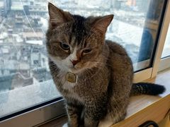 -喵小馆·猫咖狗咖猪咖·饮品店