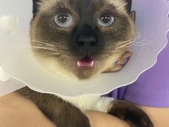 -达爱动物医院·犬猫分区·CT·复杂眼科(远洋山水分院)