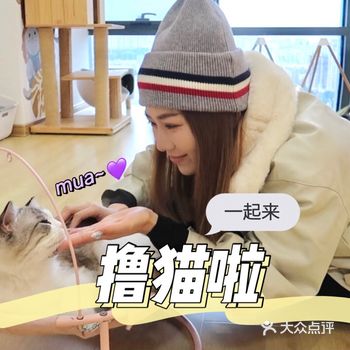 福州探店│一起来撸猫啦