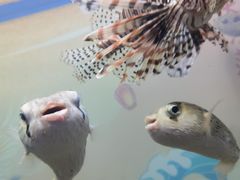 -烟台海昌鲸鲨海洋公园