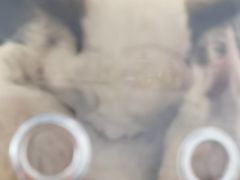 -北京观赏动物医院·24小时大型综合·猫专科·异宠专科