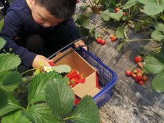 -小鱼草莓采摘园农家乐·小鱼餐厅