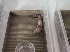 -酷以爬仙阁实体爬宠店·守宫·蜥蜴·专业繁育
