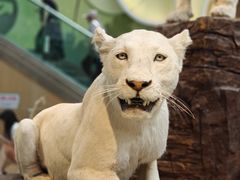 -陕西自然博物馆