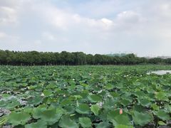 -荷塘月色湿地公园·向阳花洲