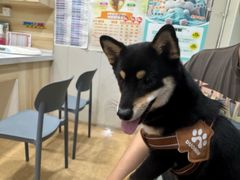 -瑞派宠物医院·犬猫全科·猫友好(宾水西道店)