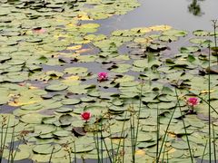 -白鹭湾湿地公园