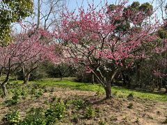 -上海海湾国家森林公园