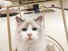 -藏猫猫咖啡主题馆(中央大道店)