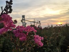 -武汉紫薇都市田园