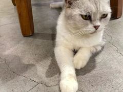 -more than meow吴止猫主题餐厅(承德 中船汇店)