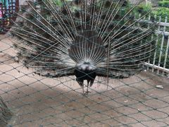 -荆州中山公园动物园