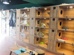 -猫十亿·布偶金渐层·曼基康矮脚猫舍(青年路店)