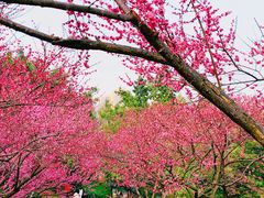 -重庆彩云湖湿地公园
