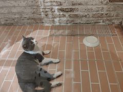 -猫咪博物馆(顶澳仔猫街店)