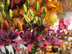-双季花艺园艺市场(浦东店)
