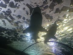 -悉尼海洋生物水族馆