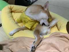 -逗柴咖啡屋·狗咖猫咖宠物桌游