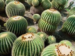 -北京植物园-展览温室