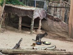 -清迈夜间动物园