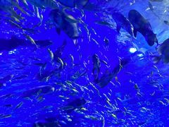 -江和美海洋公园