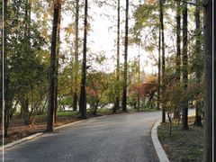 -东平国家森林公园