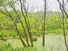 -西湖风景区-江洋畈生态公园