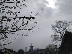 -枫桥景区