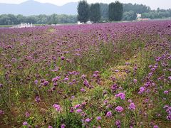 -北京东方普罗旺斯薰衣草庄园