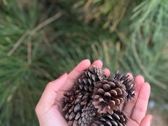 -小麦岛公园