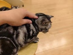 -有喵·猫咖·狗咖·30几只猫10只小狗(岗厦店)